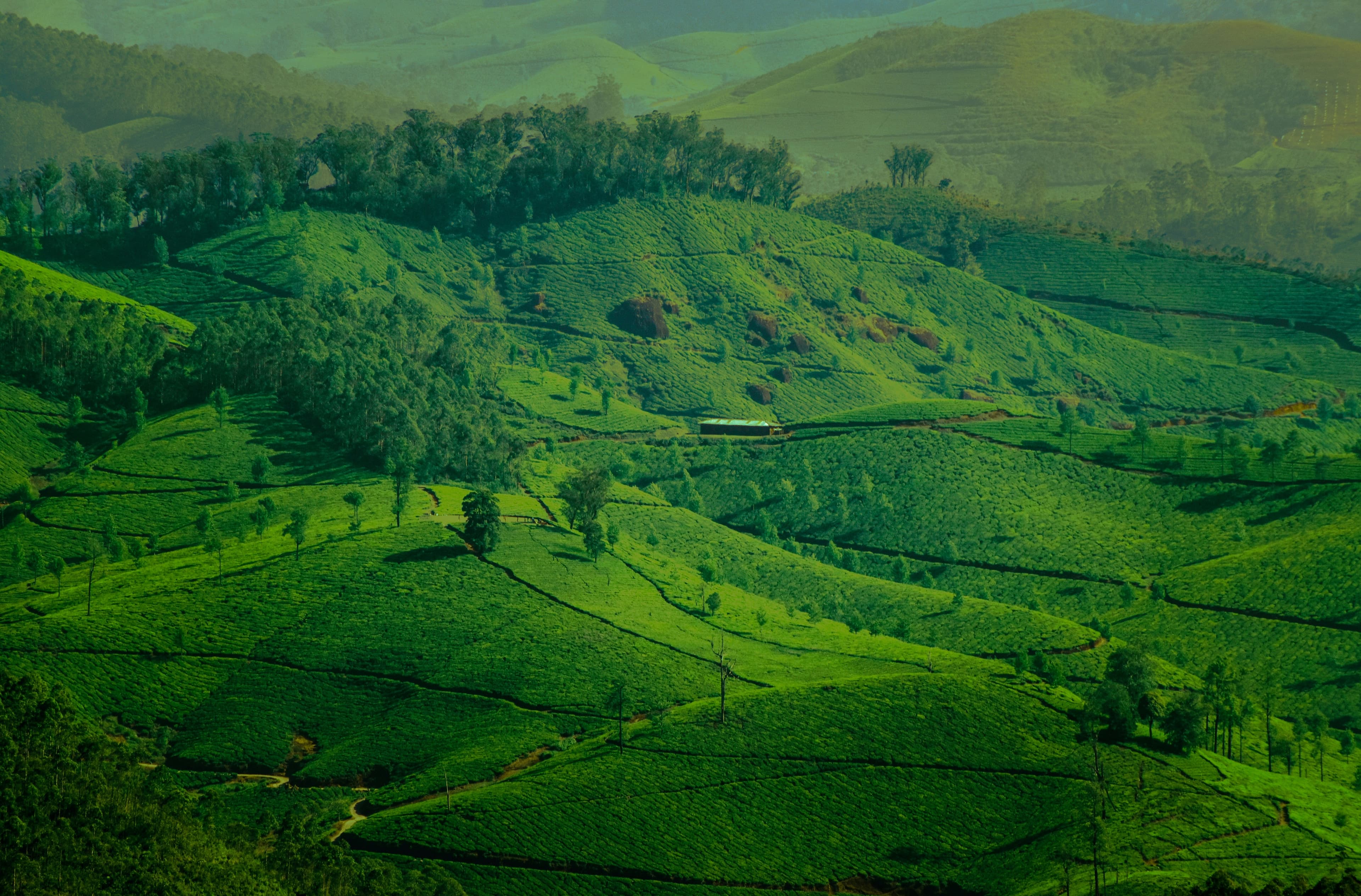 Aerial view of a lush green tea plantation